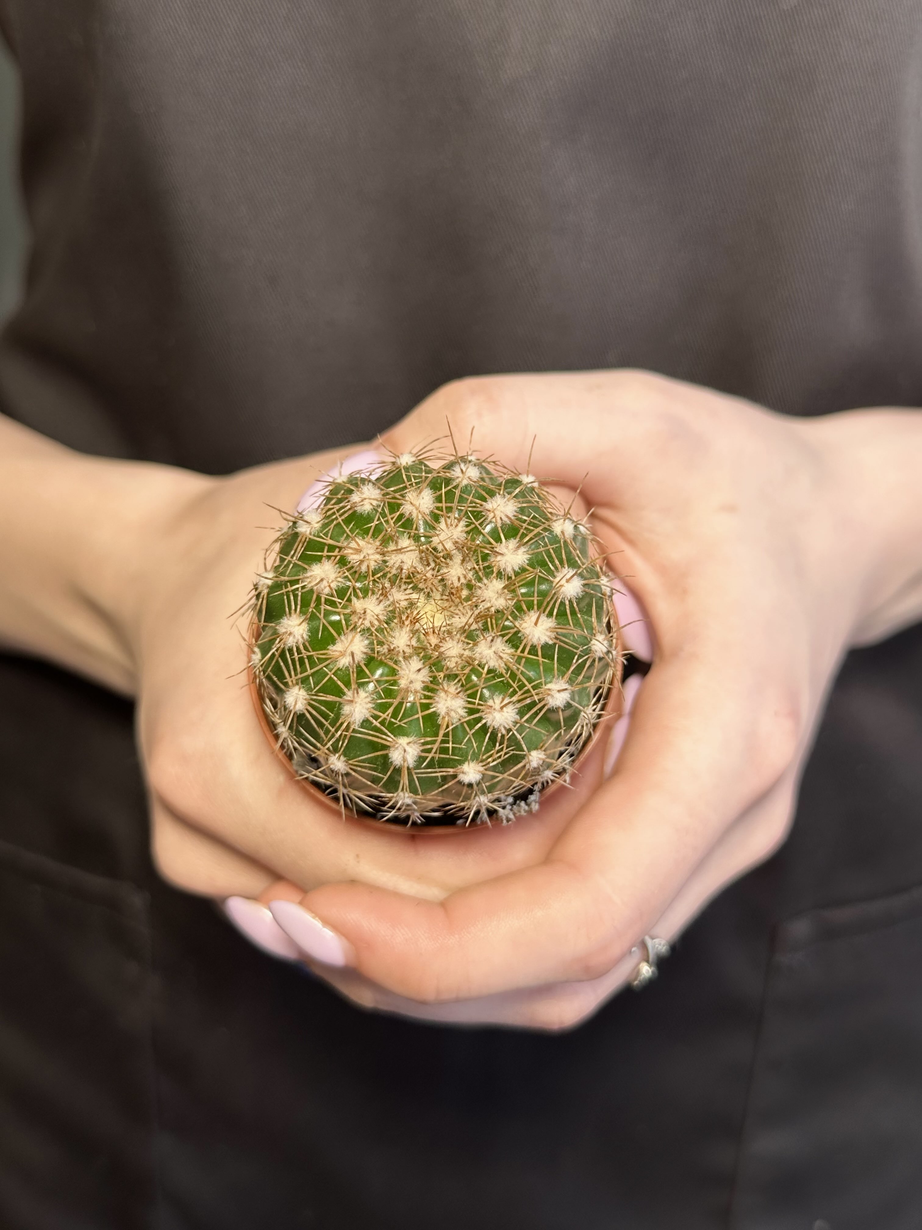 Нотокактус Юбельмана (Notocactus Uebelmaniana) D5см