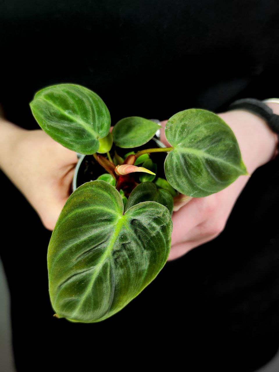 Филодендрон Эль Чоко Ред (Philodendron El Choco Red) D6см