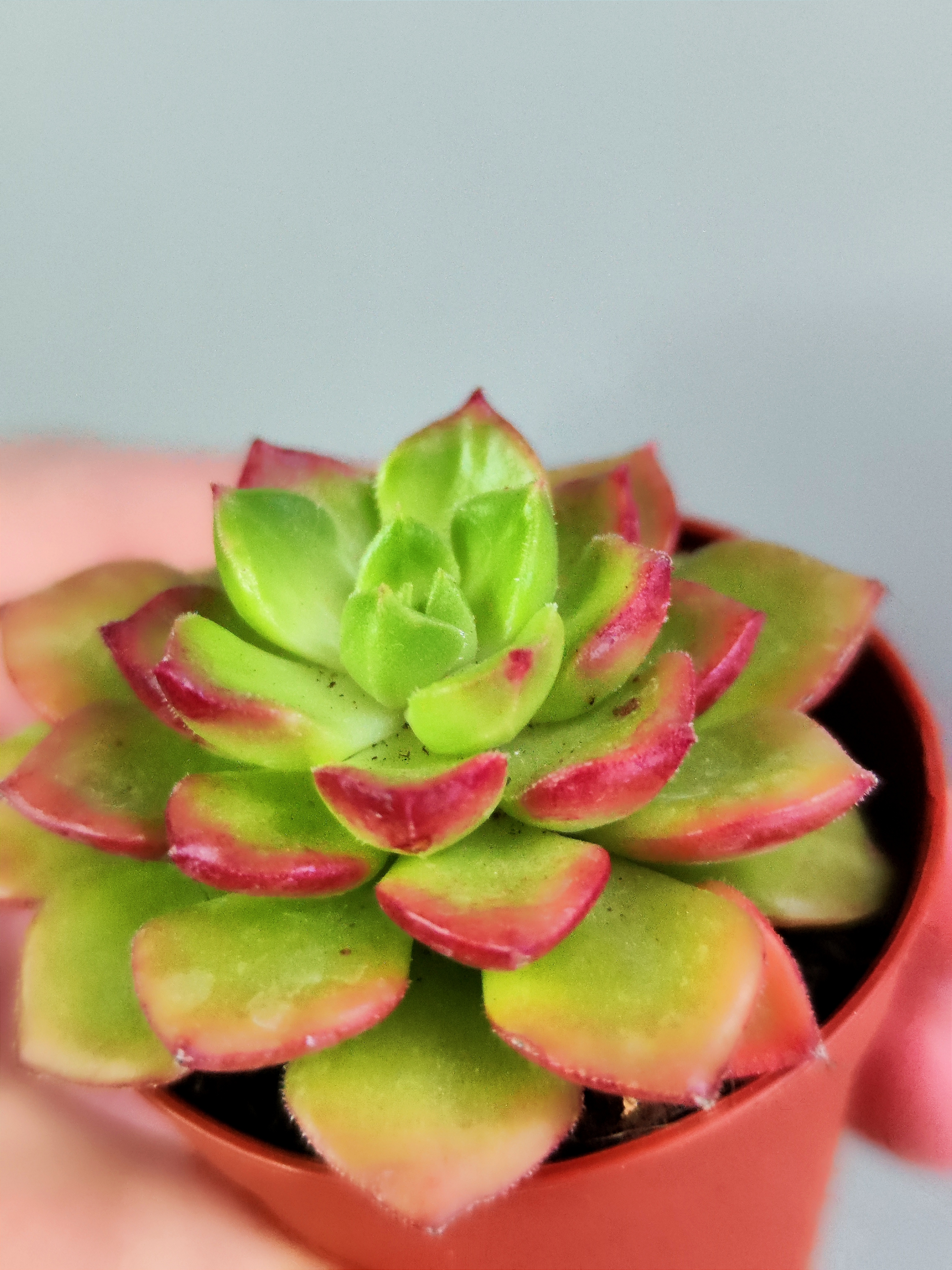 Эхеверия Аффинис Ред (Echeveria Affinis Red) D5см