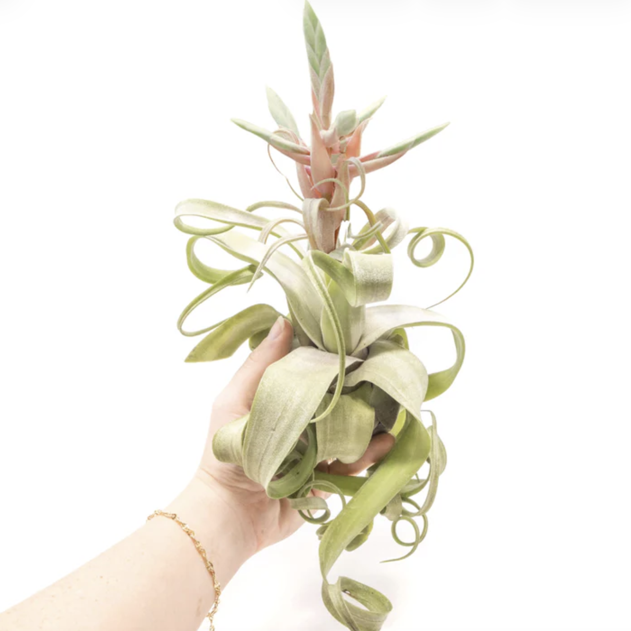 Тилландсия Стрептофилла (Tillandsia Streptophylla)