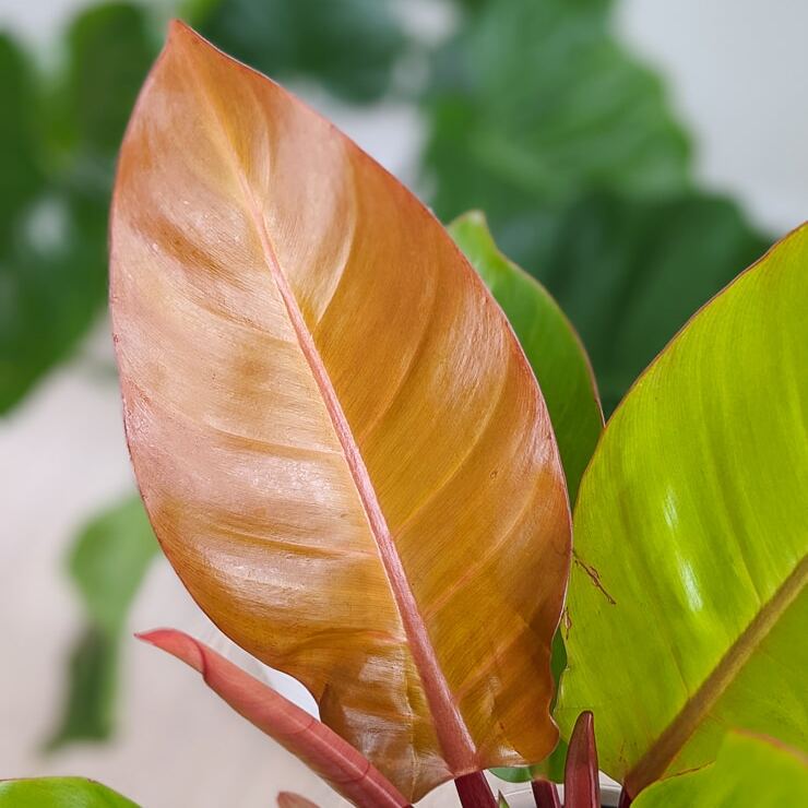 Филодендрон Принц Оранж (Philodendron Prince of Orange) D6см