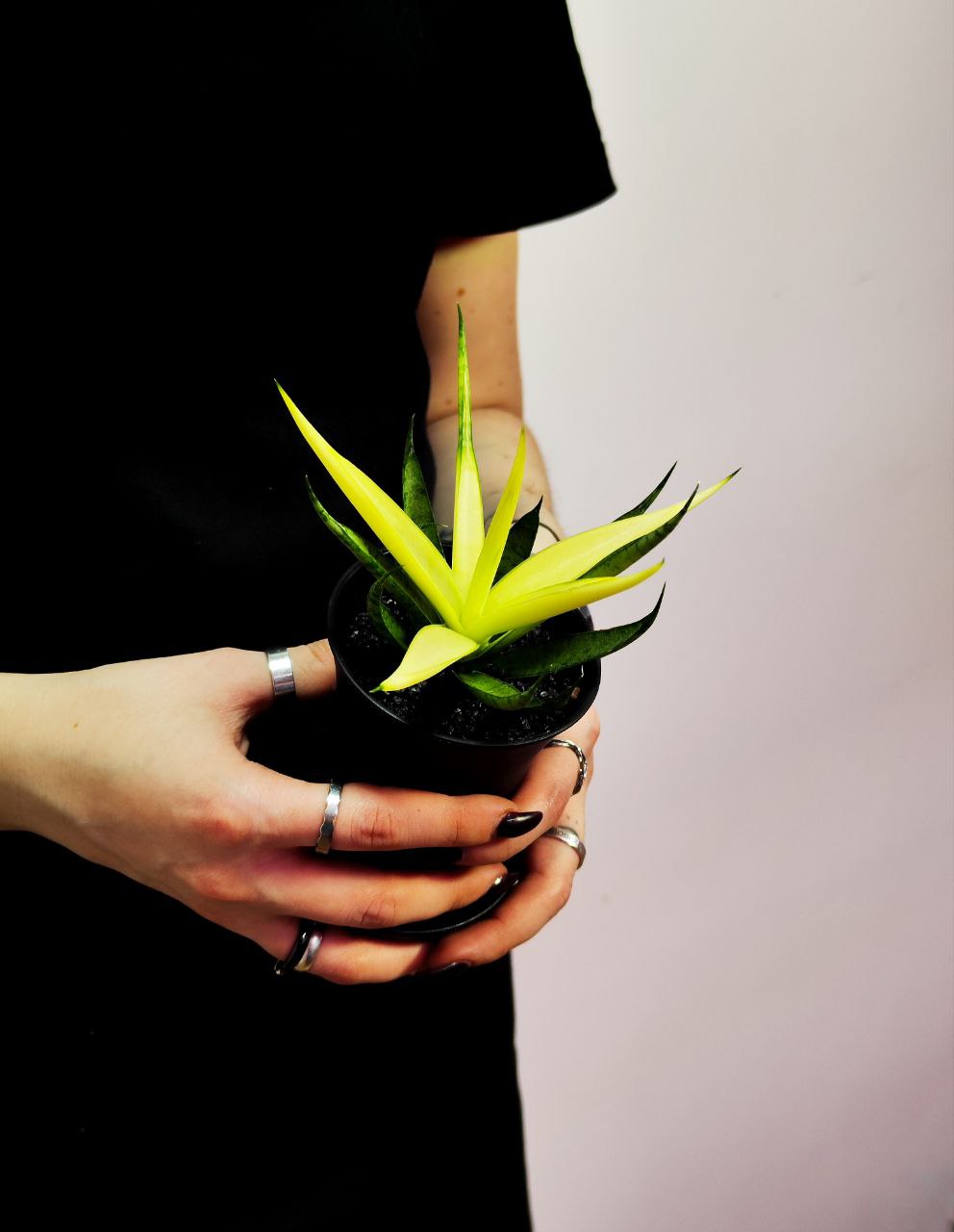 Сансевиерия Комет Кризанта Лемон (Sansevieria Comet Chrysanta Lemon) D7,5см