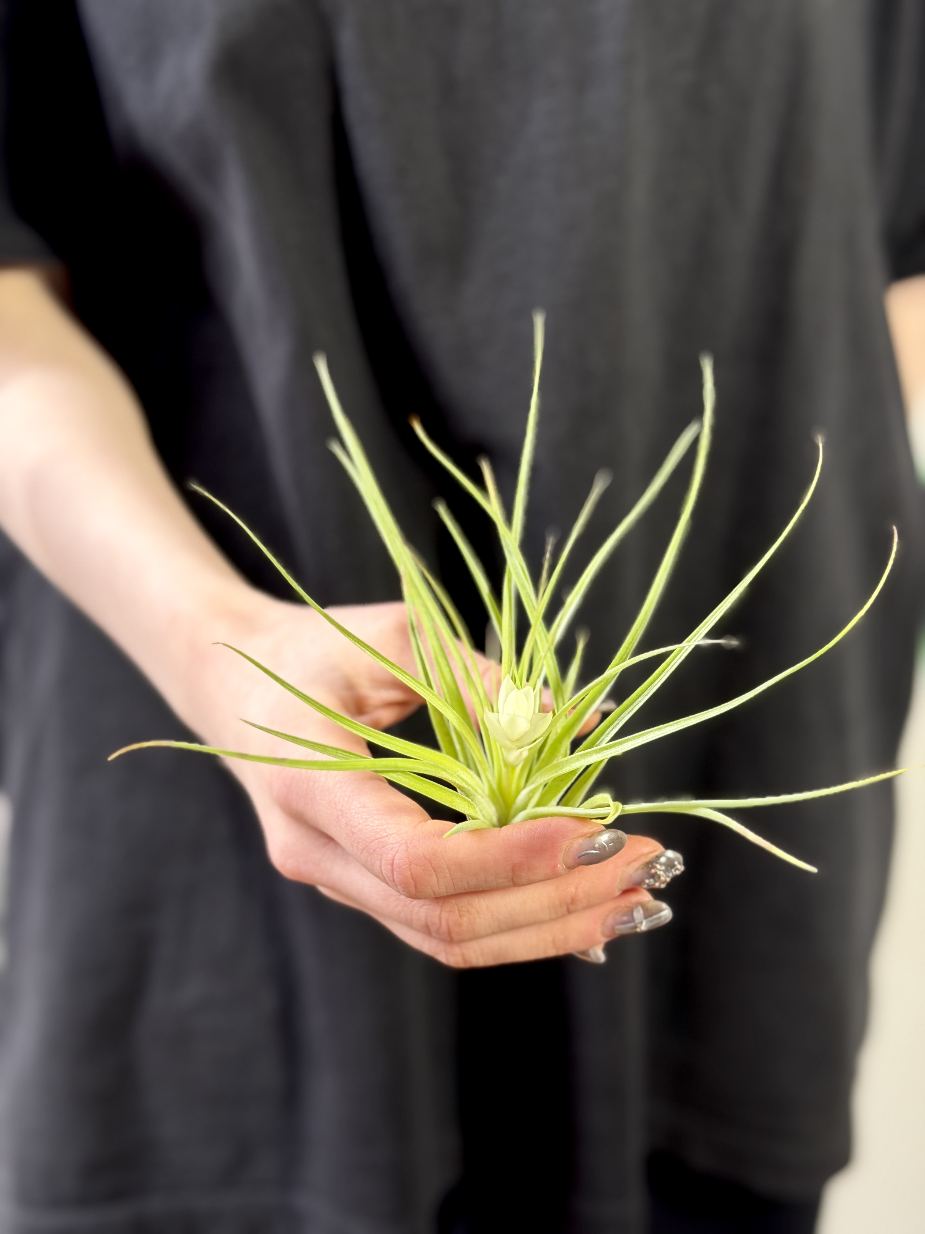 Тилландсия Стрикта Белоцветковая (Tillandsia Stricta White Flowered)