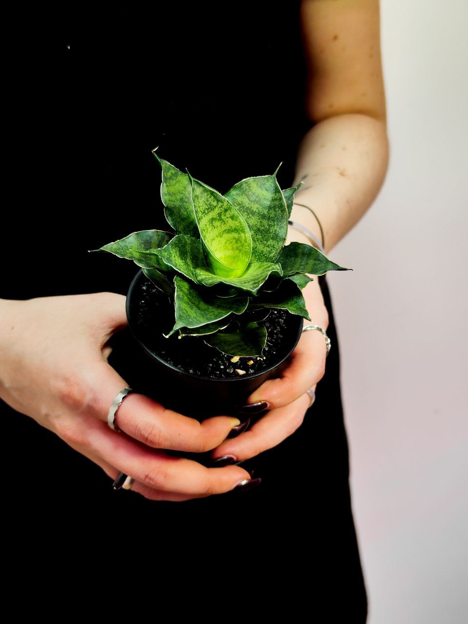Сансевиерия Стар Мини Марбл (Sansevieria Star Mini Marble) D7,5cм