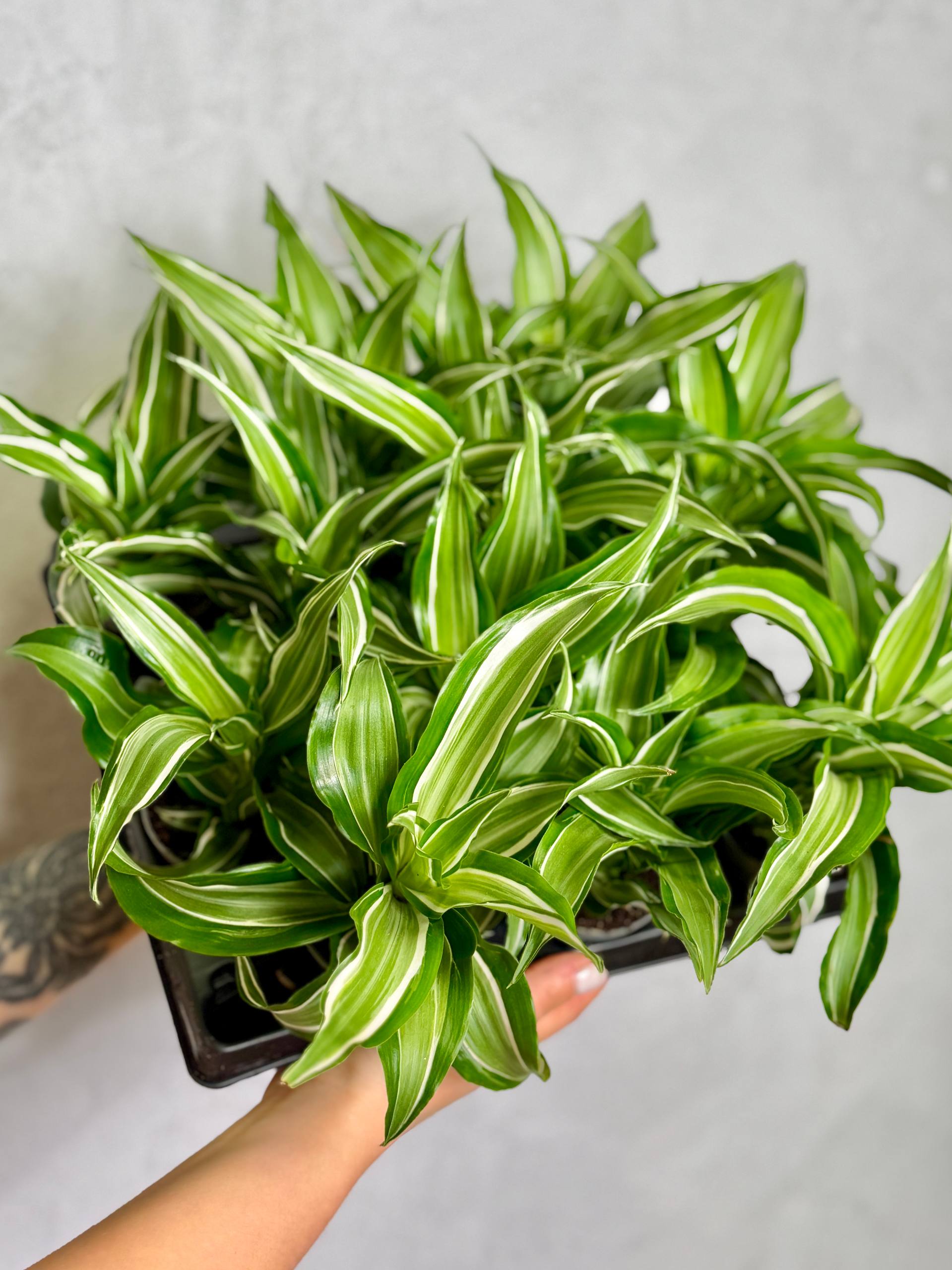 Драцена Фрагранс Канзи (Dracaena Fragrans Kanzi) D6см