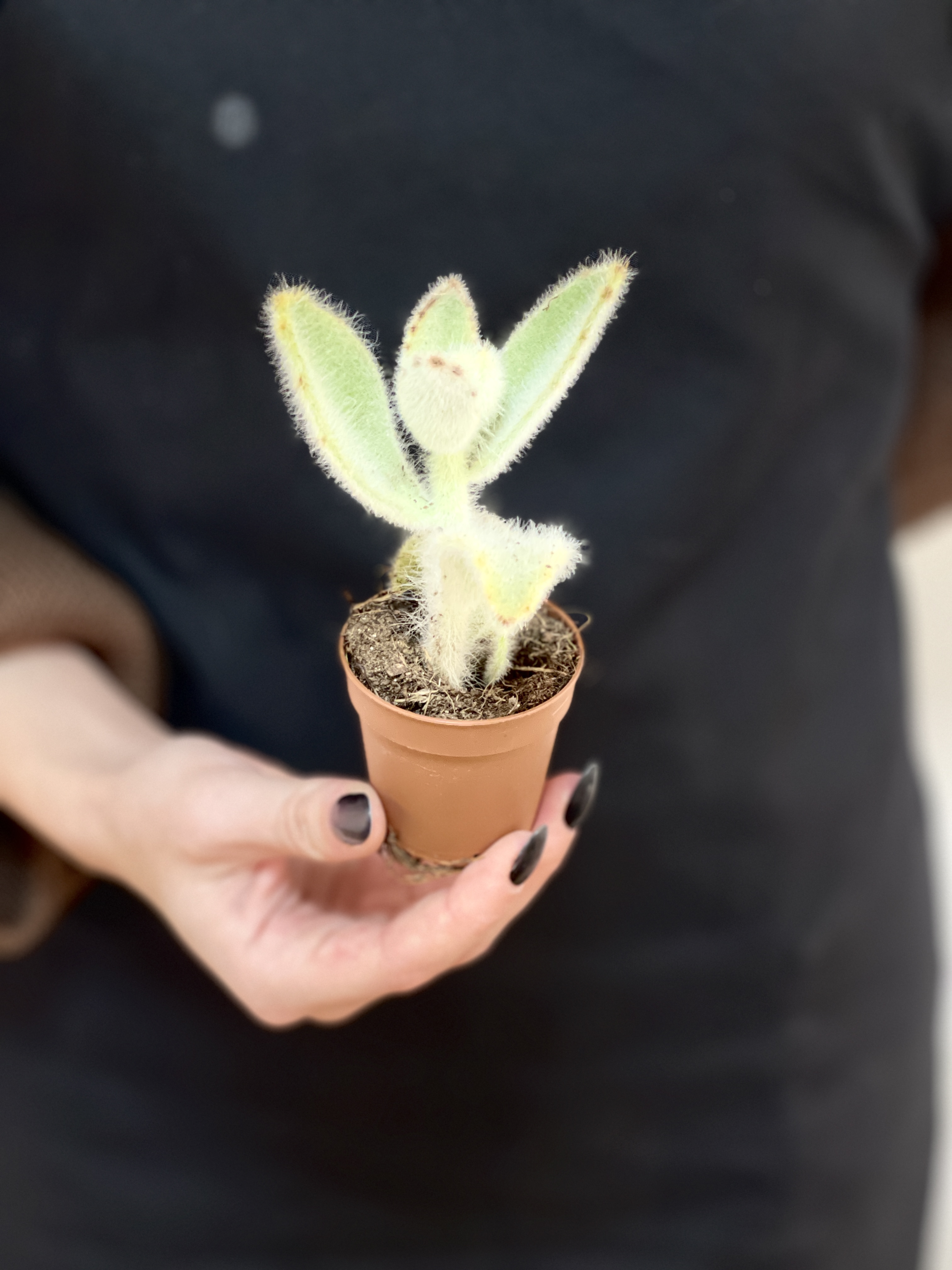 Каланхоэ Вилоза (Kalanchoe Vilosa) D5см