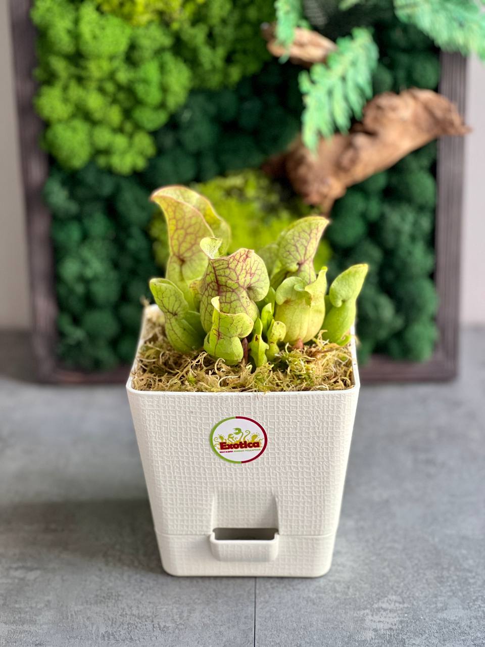 Саррацения Веноза Зеленая (Sarracenia Venosa Green) пересаженная D12см