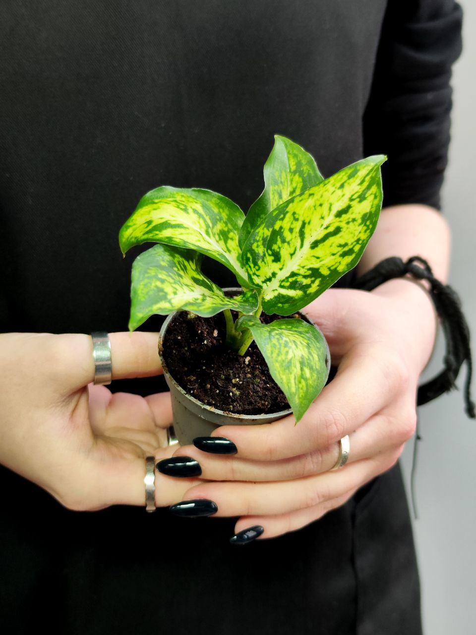 Диффенбахия Макулата Ами (Dieffenbachia Maculata Amy) D6см