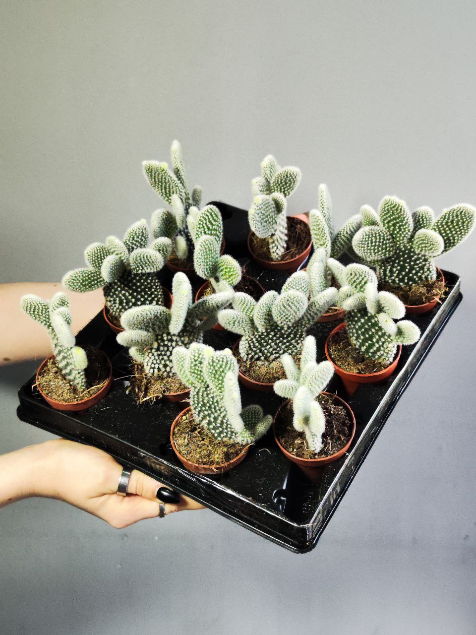 Опунция Микродазис Альба (Opuntia Microdasys Alba) D5см