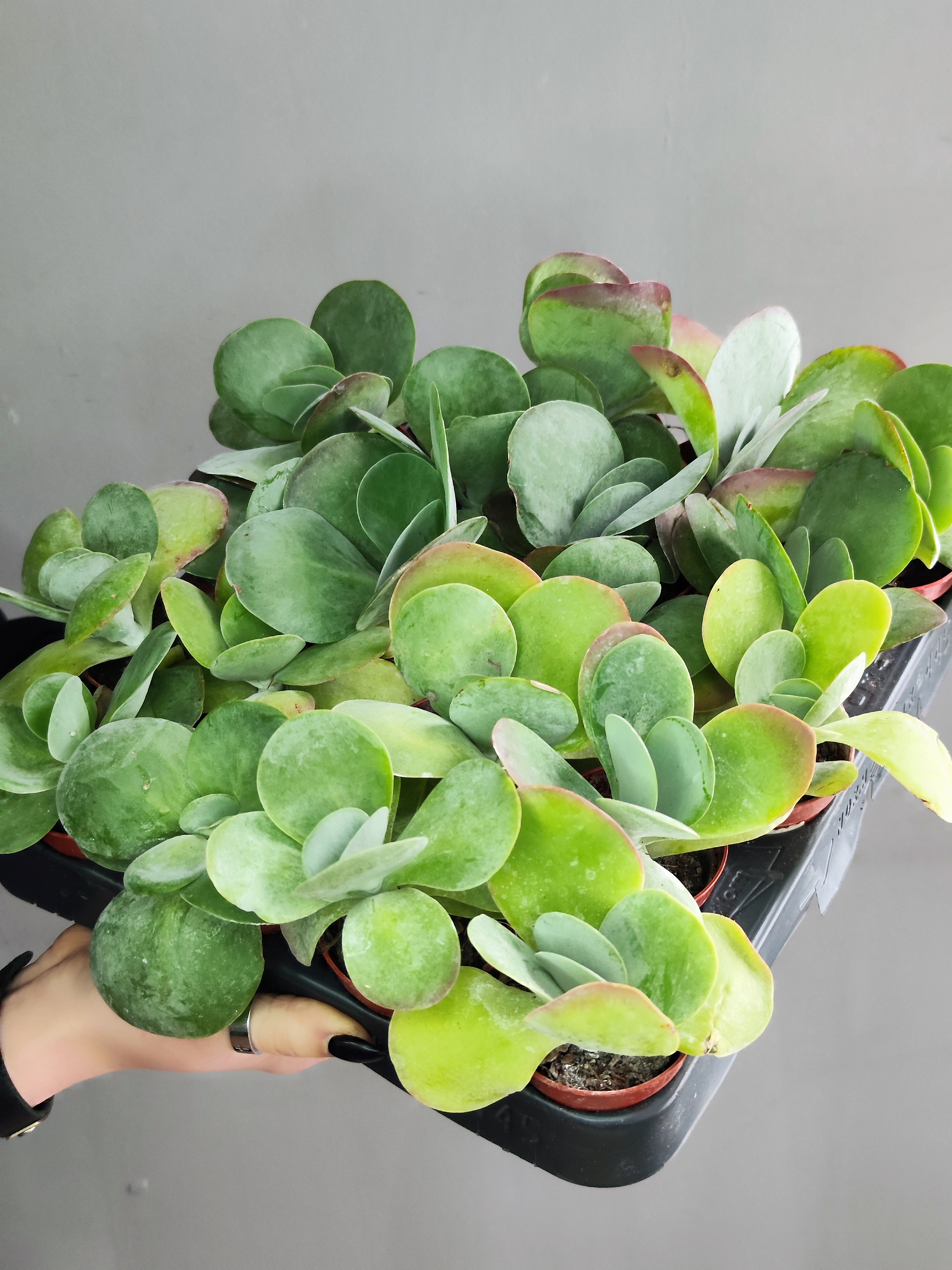 Каланхоэ Тирсифлора Грин Липс  (Kalanchoe Thyrsiflora Green Lips) D5см