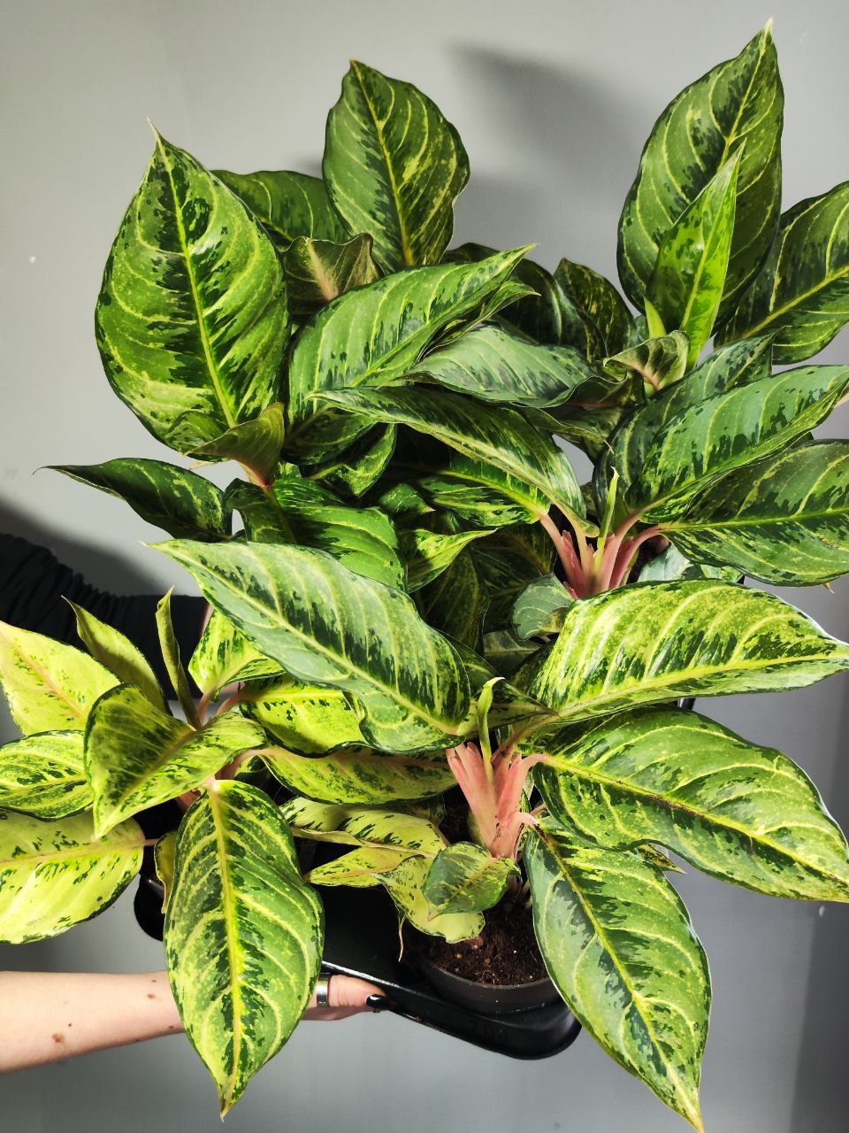Аглаонема Шартрез Претти (Aglaonema Chartreuse Pretty) D12см
