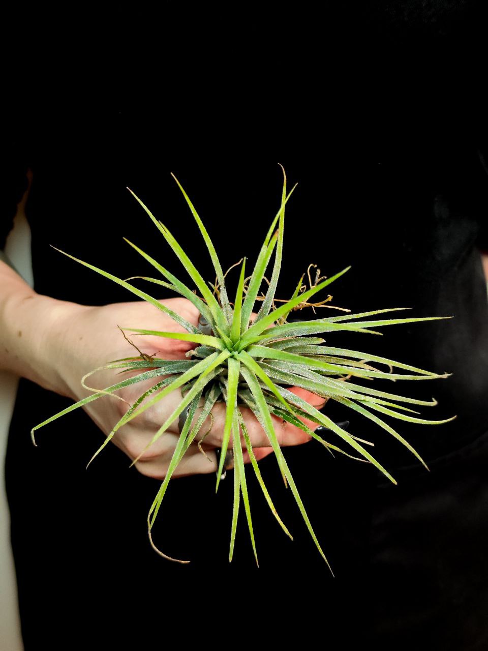 Тилландсия Ионанта Викториана (Tillandsia Ionantha X Brachycalous Victoriana)