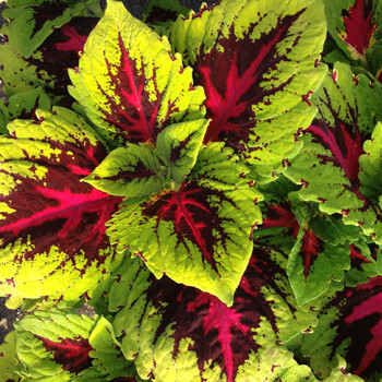 Колеус Блюме Конг Роуз (Coleus Kong Junior Rose) D6см