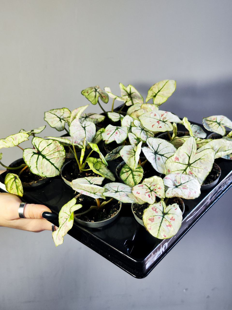 Каладиум Келли (Caladium Kelly) D6см