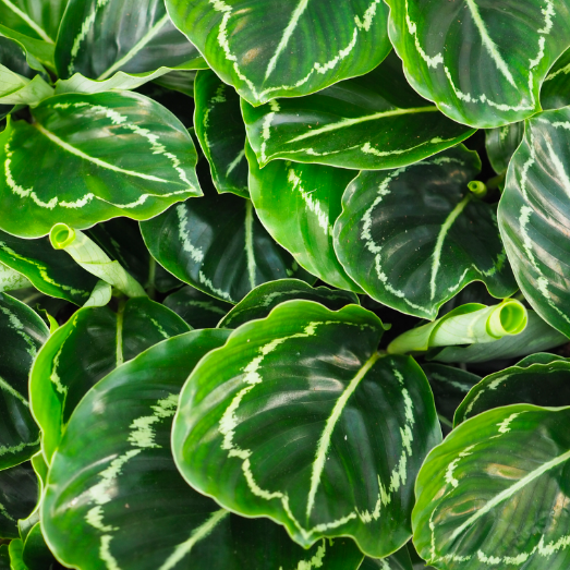 Калатея Розеопикта Грин (Calathea Roseopicta Green) D6см