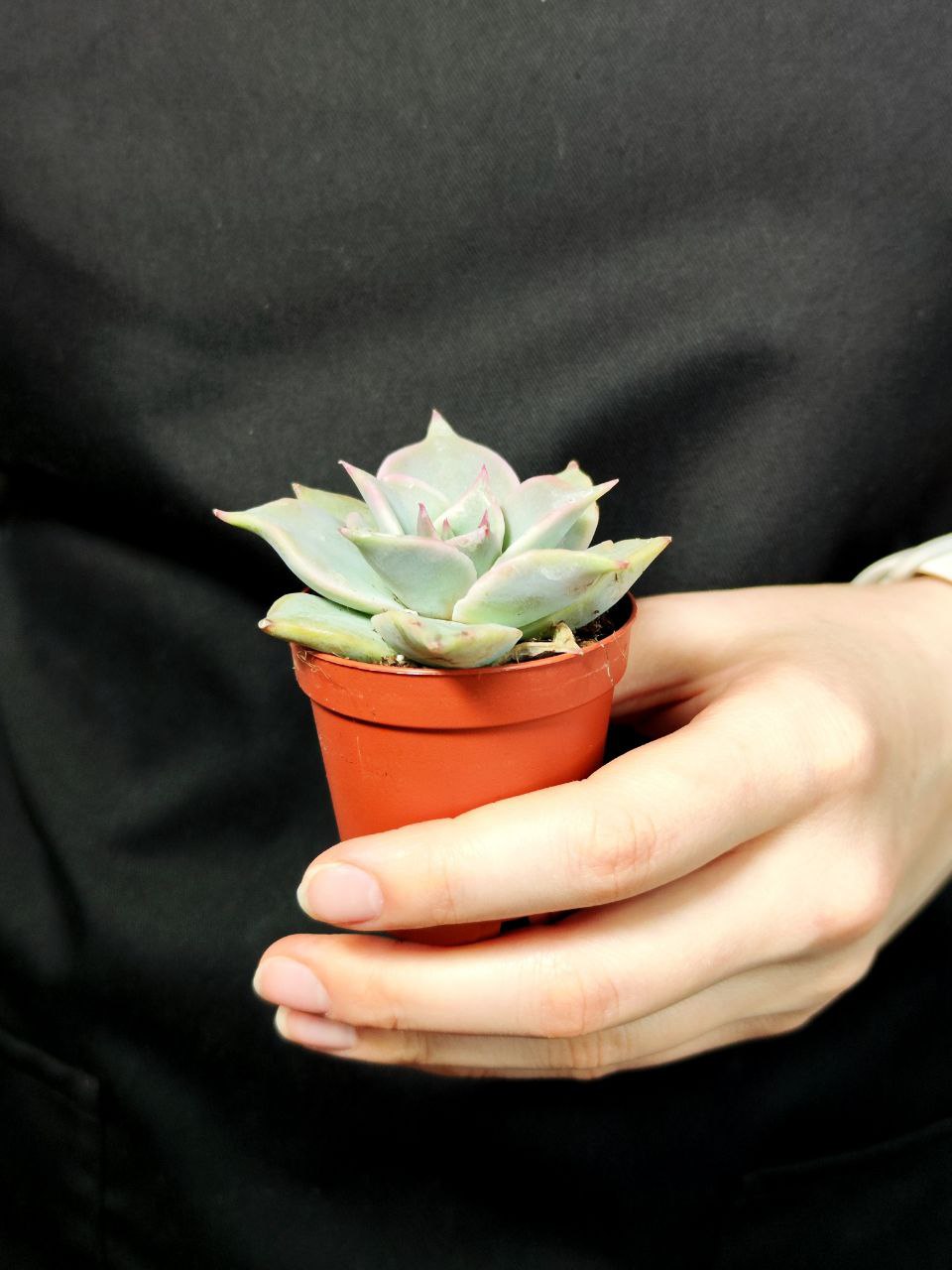 Эхеверия Мадиба (Echeveria Madiba) D5см