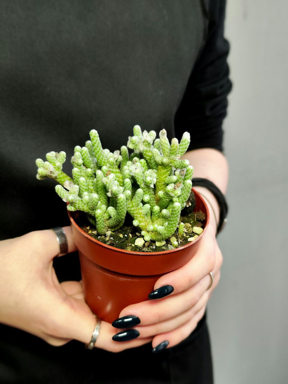 Авония Рекурвата (Avonia Recurvata) D8,5см