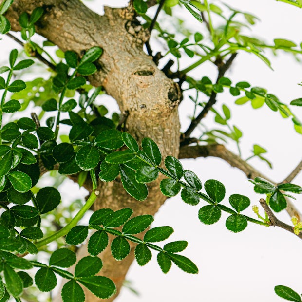 Бонсай Зантоксилум, Желтодревесник Извилистый (Bonsai Zanthoxylum)