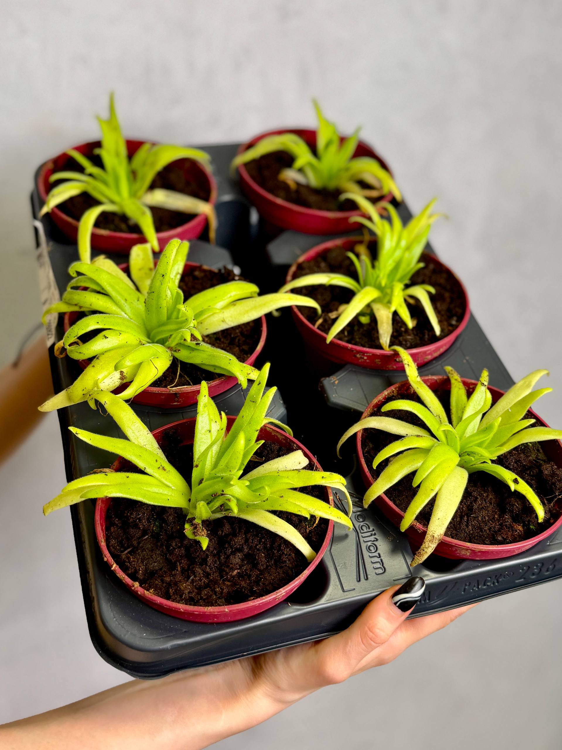 Жирянка Мостезума Гигантеа (Pinguicula Moctezumae x Gigantea) D12см