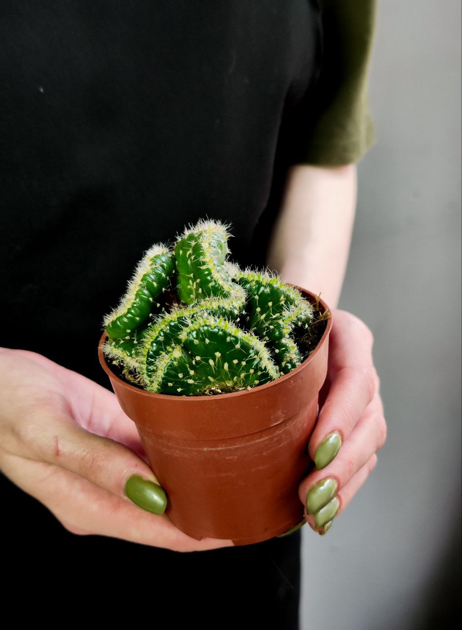 Опунция Субулата Кристата (Opuntia Subulata Cristata) D8,5см