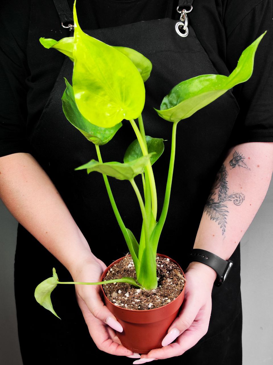 Алоказия Кукулата Вариегатная (Alocasia Cucullata Variegated) D12см