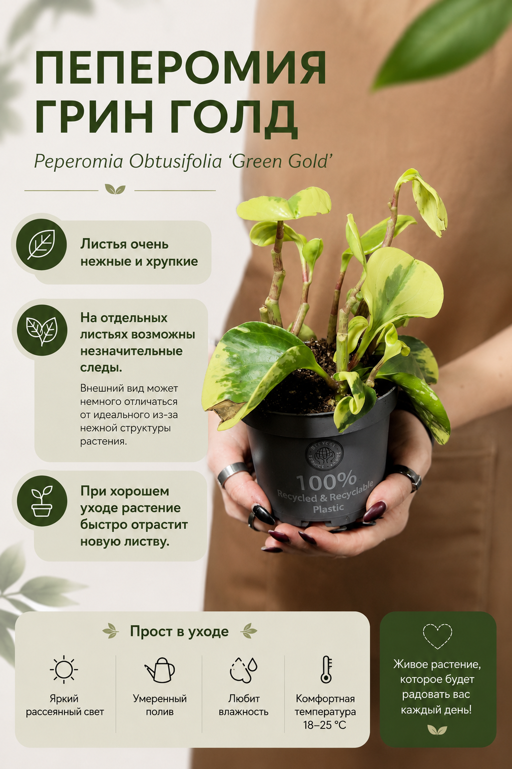 Пеперомия Грин Голд УЦЕНКА (Peperomia Obtusifolia Green Gold) D11см