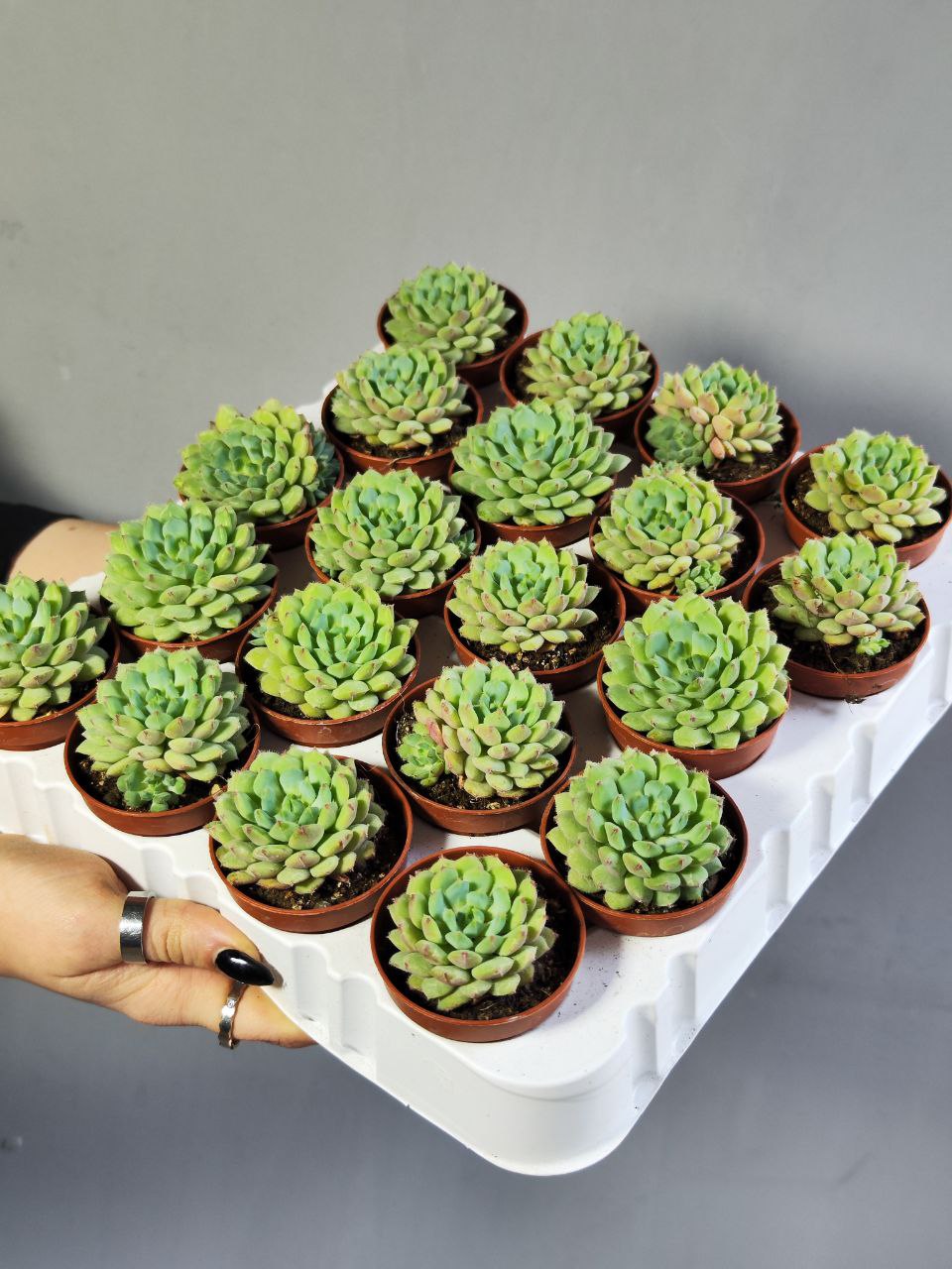 Эхеверия Деренберга Грин (Echeveria Derenbergii Green) D5см