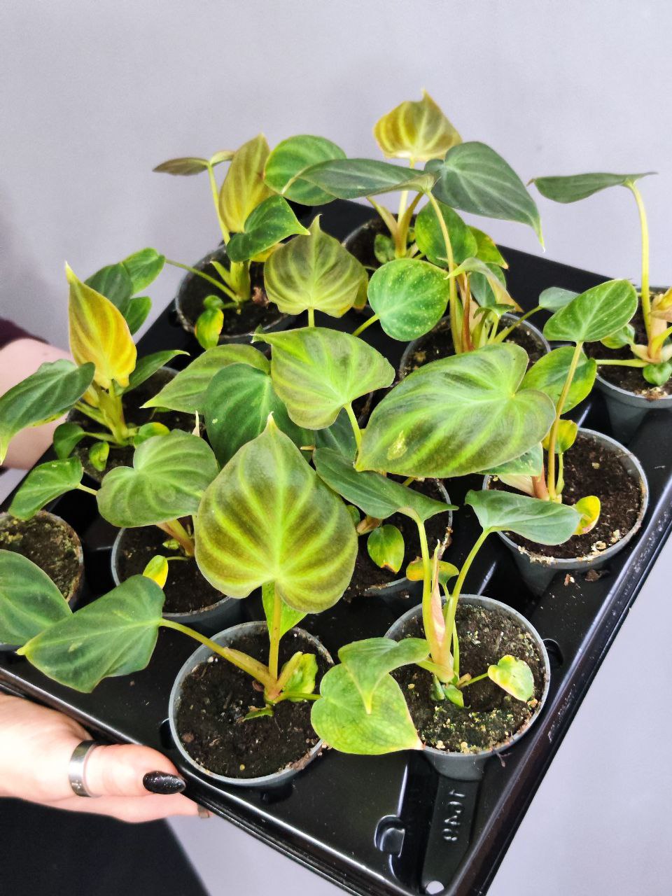Филодендрон Веррукозум, или Бородавчатый (Philodendron Verrucosum) D6см