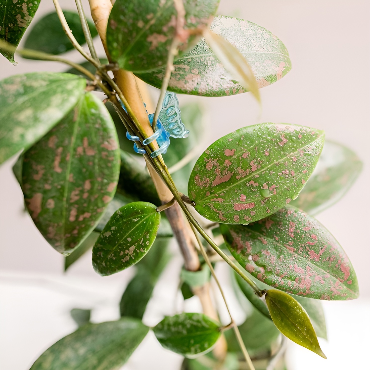 Хойя Виберджи (Hoya Wibergiae) D12см