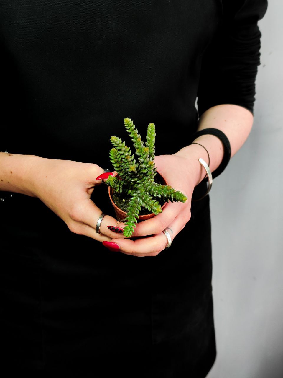 Крассула Мускоза (Crassula Muscosa) D5см