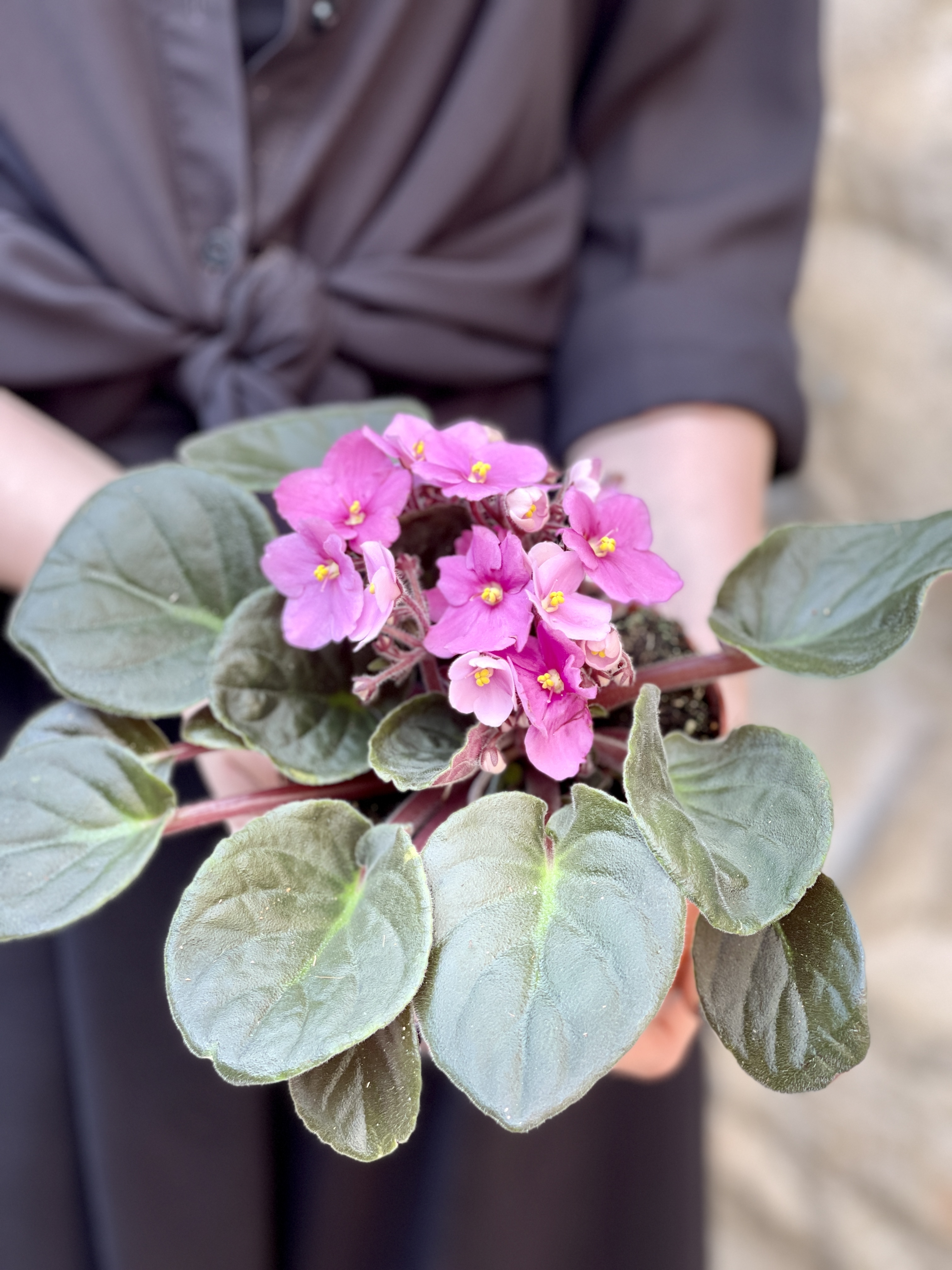 Сенполия Розовая, или Фиалка (Saintpaulia Pink) D10см
