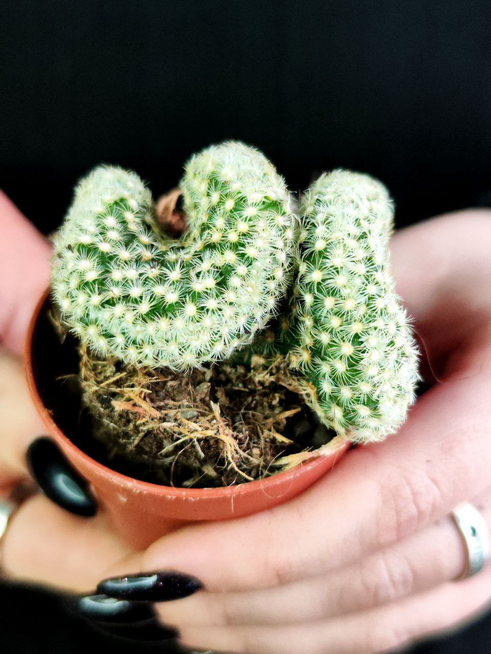 Кактус Маммиллярия Кристата Микс (Cactus Mammillaria Crestata Mix) D5см