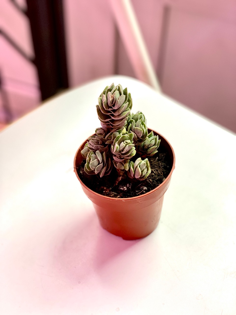 Крассула Айвори Пагода (лат. Crassula Ivory Pagoda) D8см