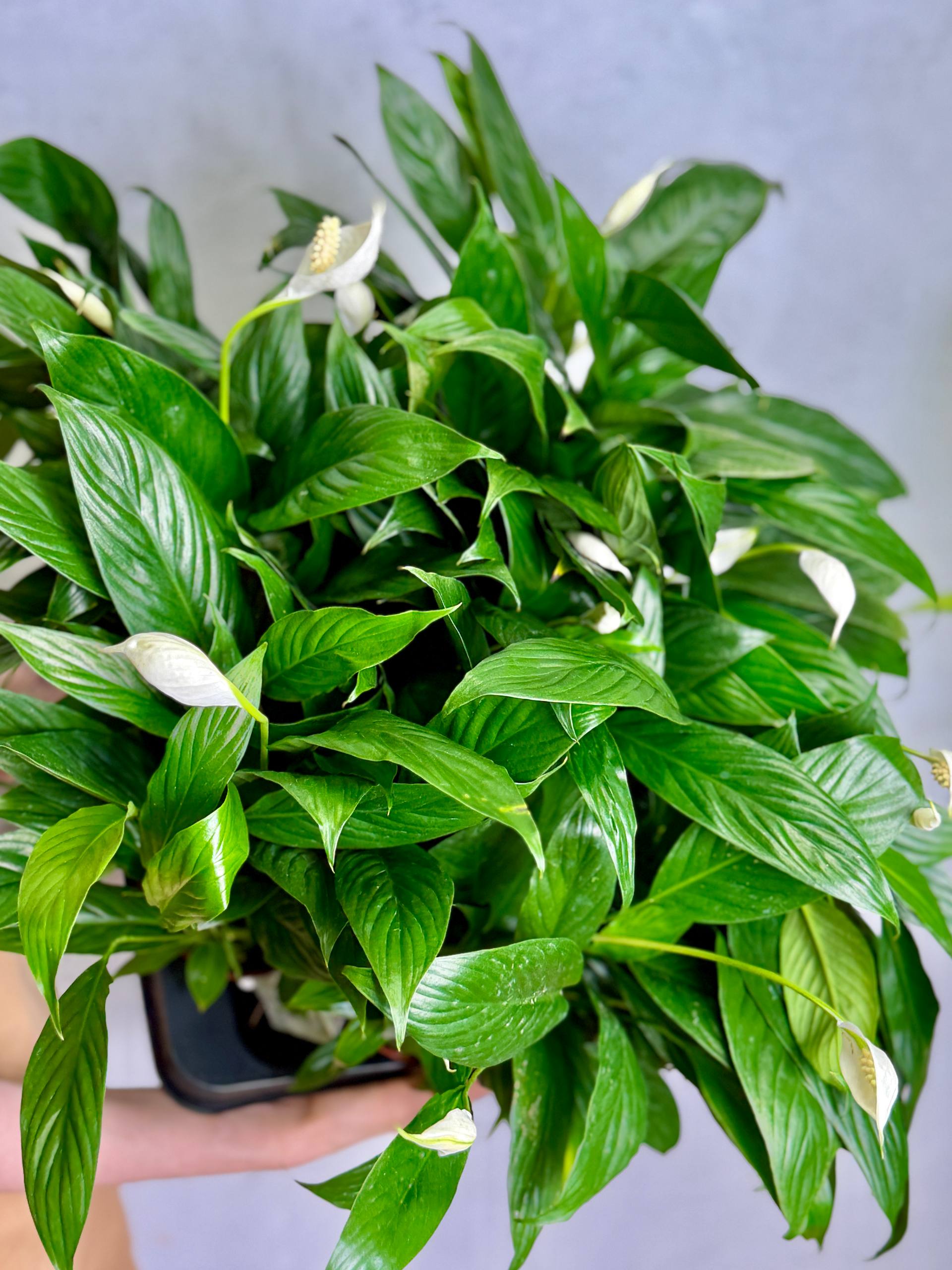 Спатифиллум Сенсация (Spathiphyllum Sensation) D9см