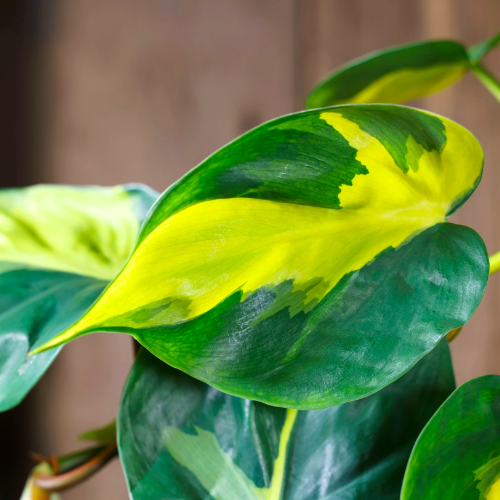 Филодендрон Сканденс Бразил (Philodendron Scandens Brazil) D6см