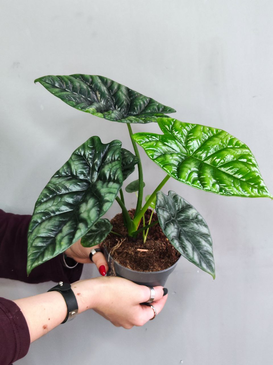 Алоказия Синуата (Alocasia Sinuata) D11см
