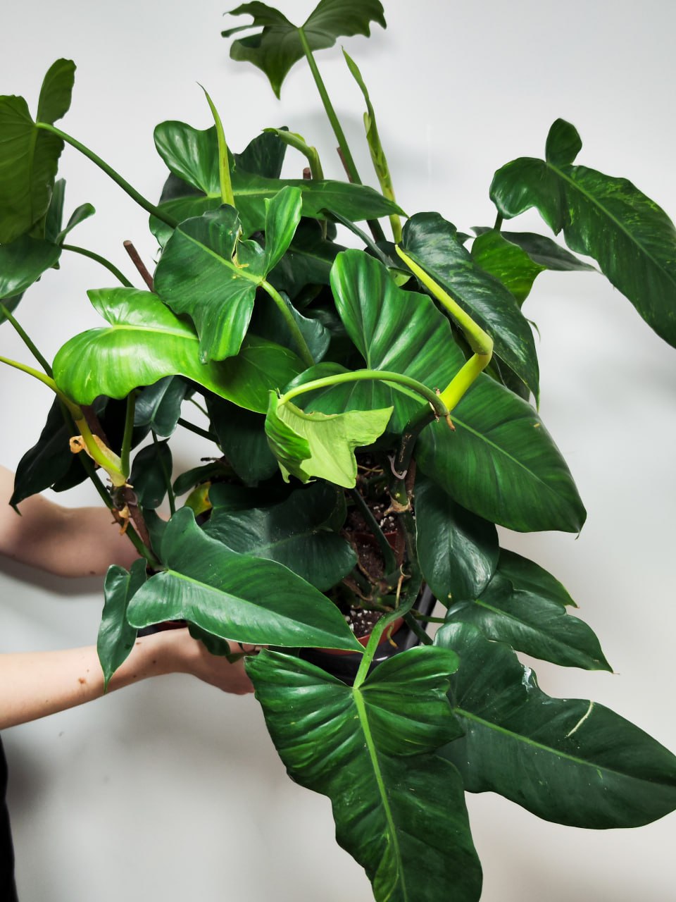 Филодендрон Золотой Дракон (Philodendron Golden Dragon) D12см