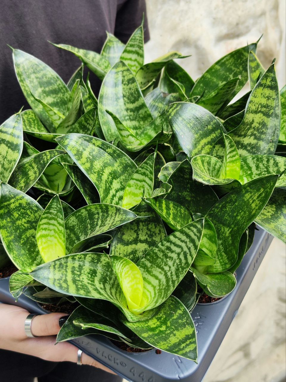 Сансевиерия Ханни Грин (Sansevieria Hahnii Green) D6см