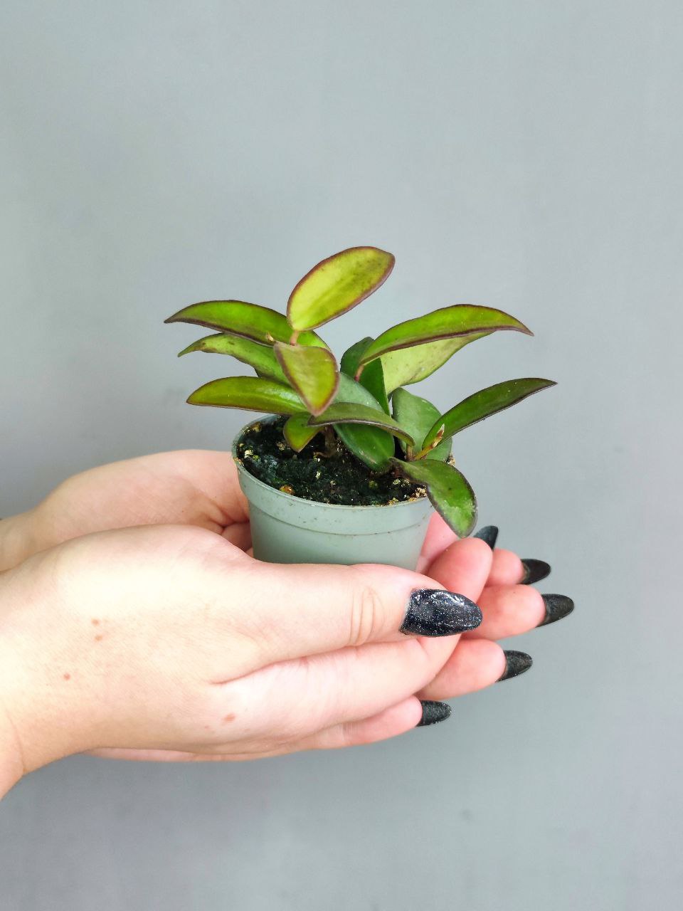 Хойя Росита (Hoya Rosita) D6см
