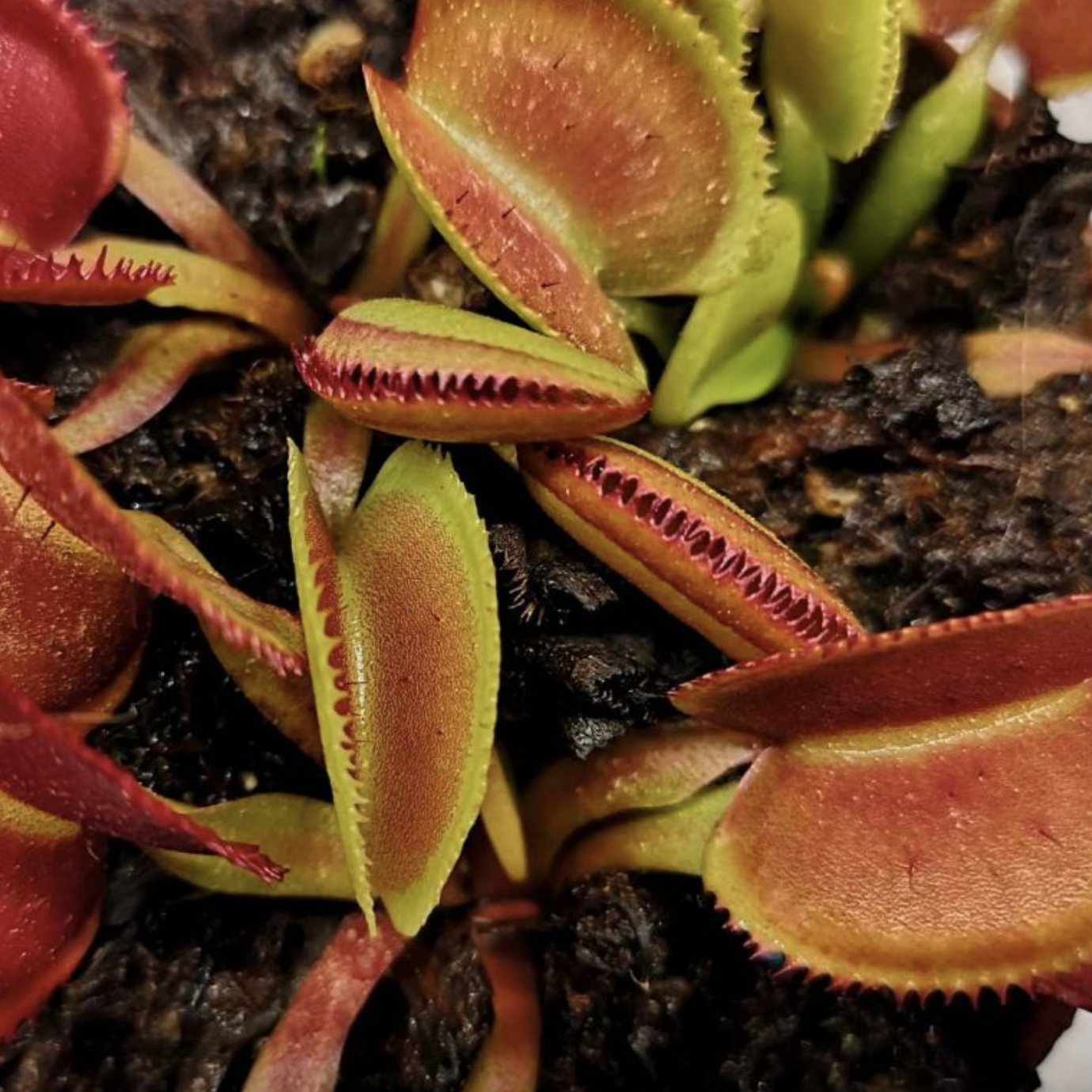 Венерина Мухоловка Перископ (Dionaea Muscipula Periscope) D5см