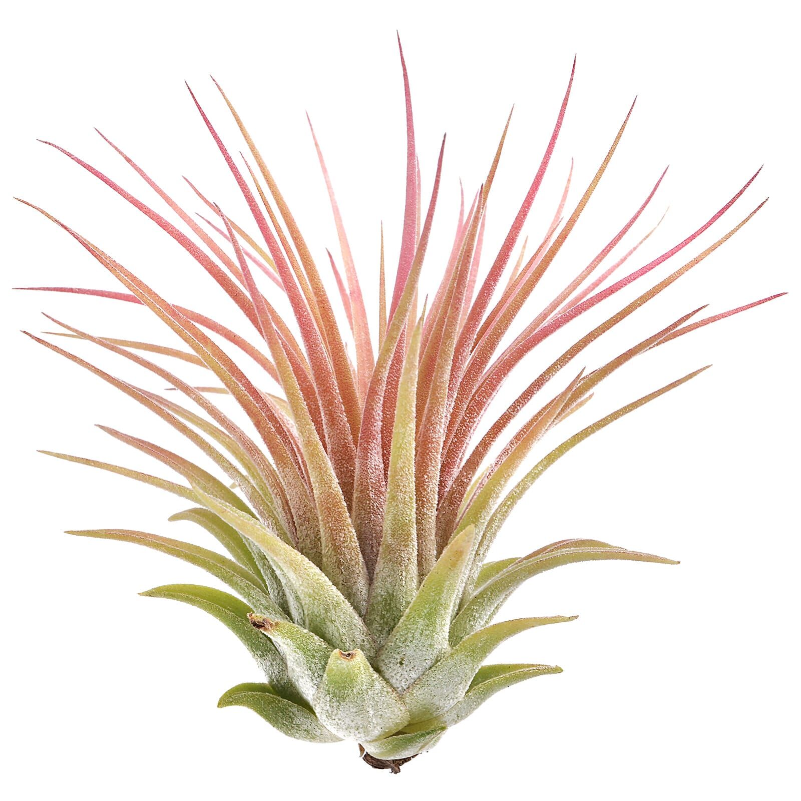 Тилландсия Ионанта Пинк (Tillandsia Ionantha Pink), атмосферное растение