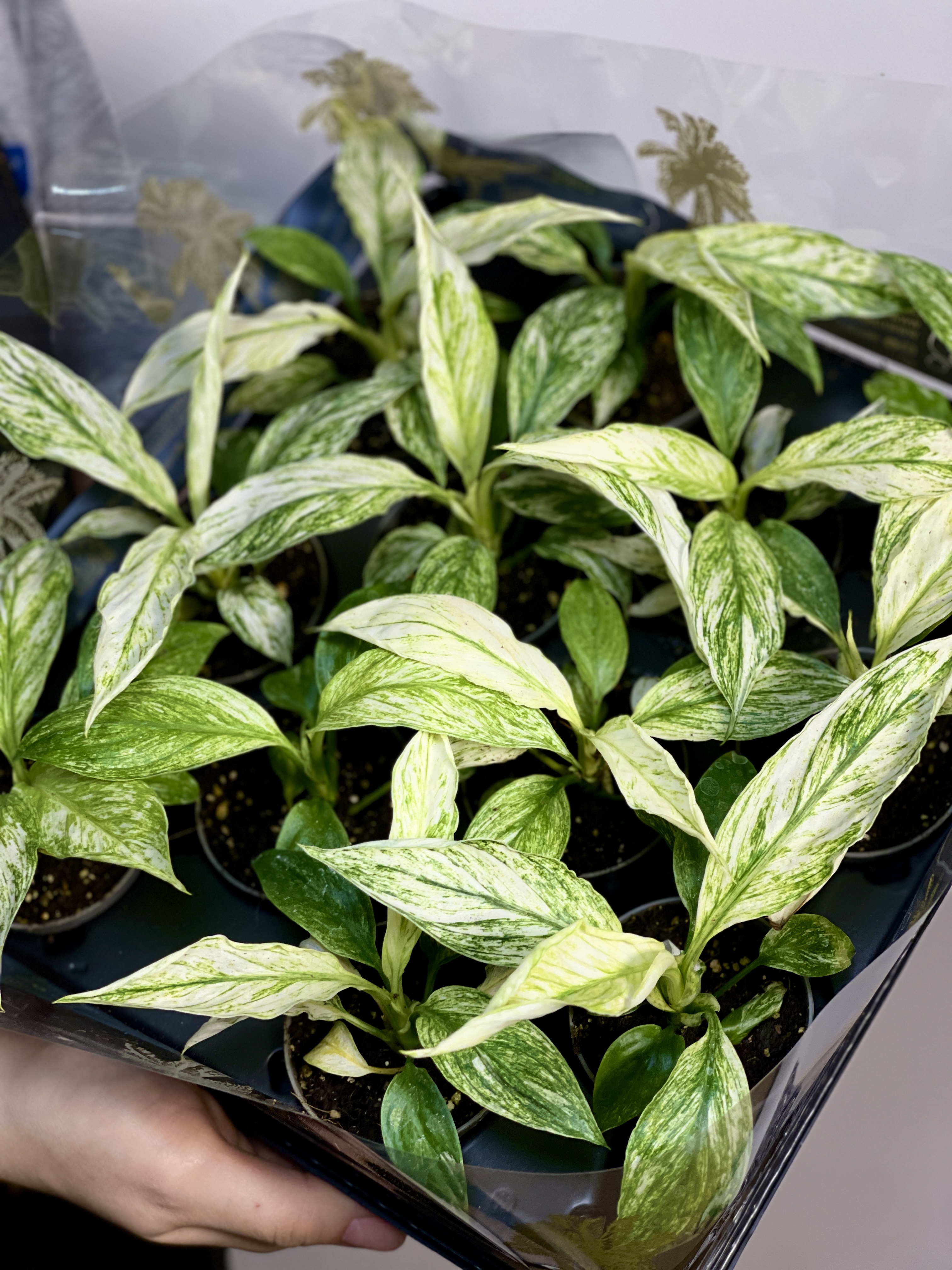 Спатифиллум Сенсация Вариегатный (Spathiphyllum Sensation Variegata) D6см