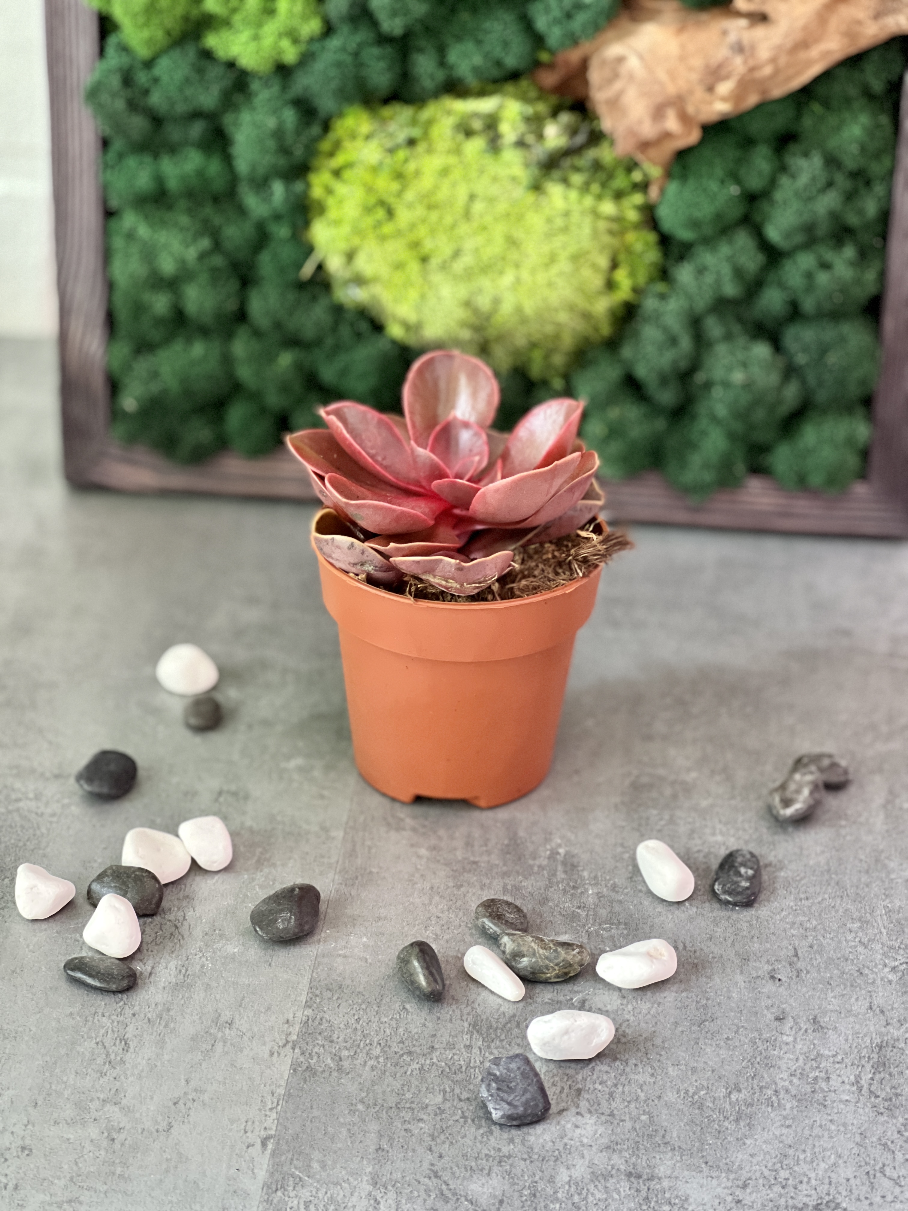 Эхеверия Ред Руби (Echeveria Red Ruby) D8см