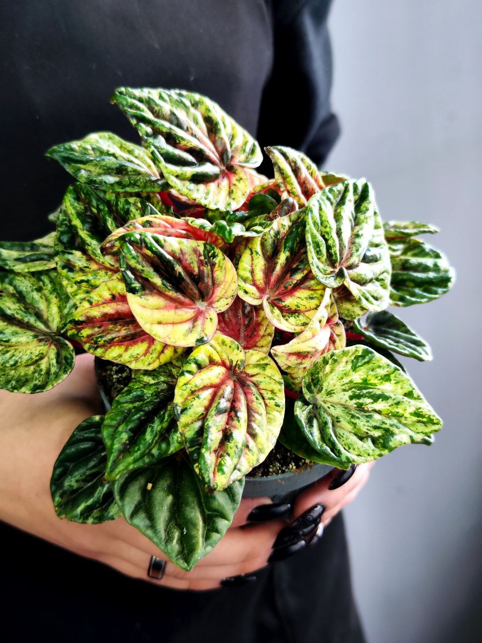 Пеперомия Хелиос Вариегатная (Peperomia Helios Variegata) D11см