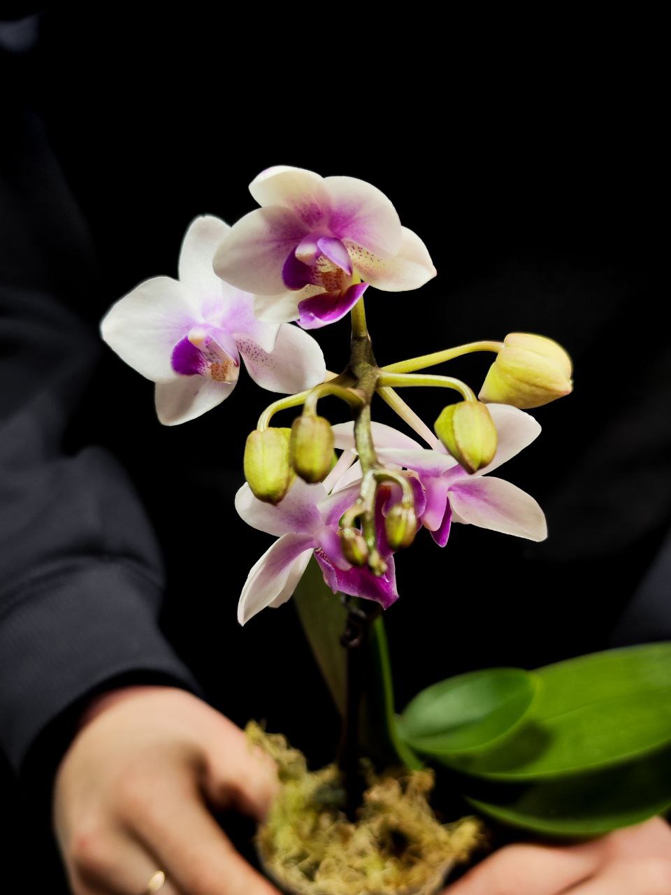 Орхидея Фаленопсис Мини Мэджик (Phalaenopsis Multiflora Magic) D6см