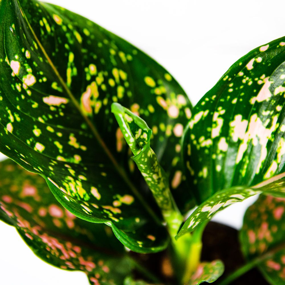 Аглаонема Пинк Леопард (Aglaonema Pink Leopard) D12см