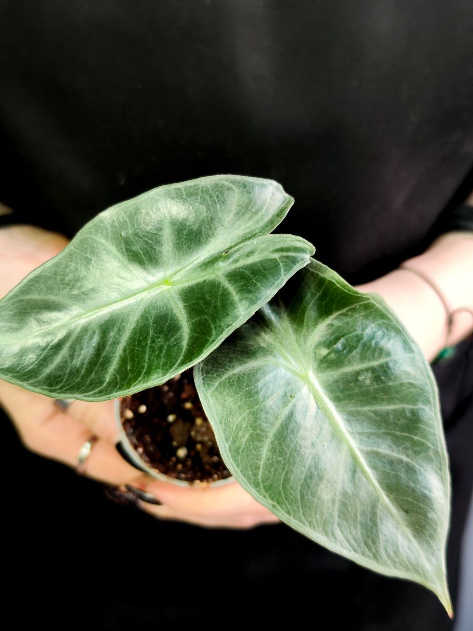 Алоказия Пинк Драгон (Alocasia Pink Dragon) D6см