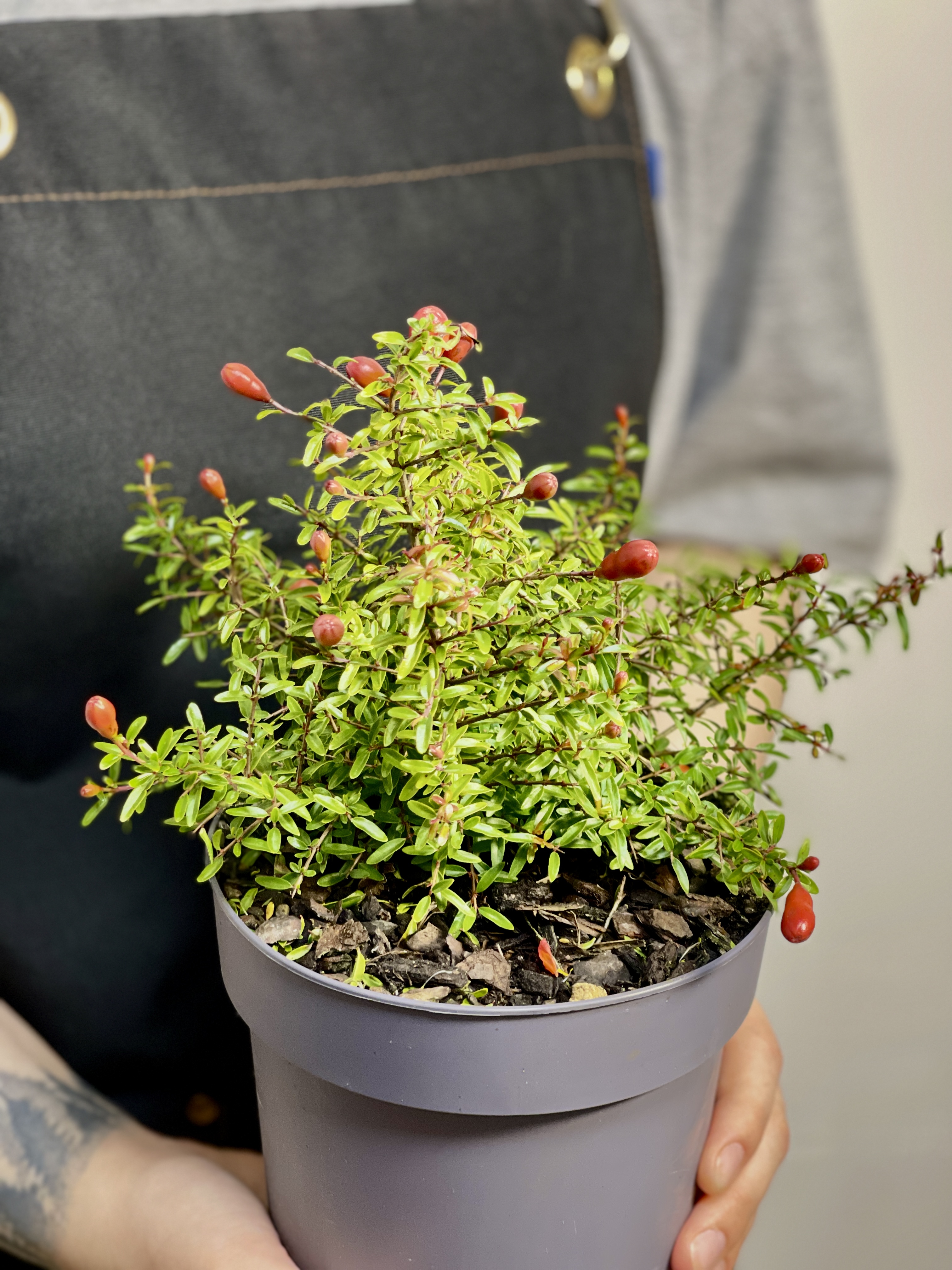 Гранатовое Дерево (Punica Granatum) D12см