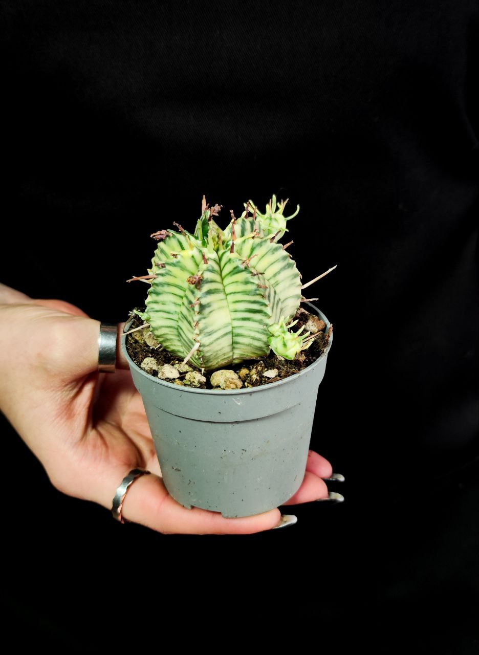 Эуфорбия Мелоформис Вариегата (Euphorbia Meloformis Variegata) D6,5см