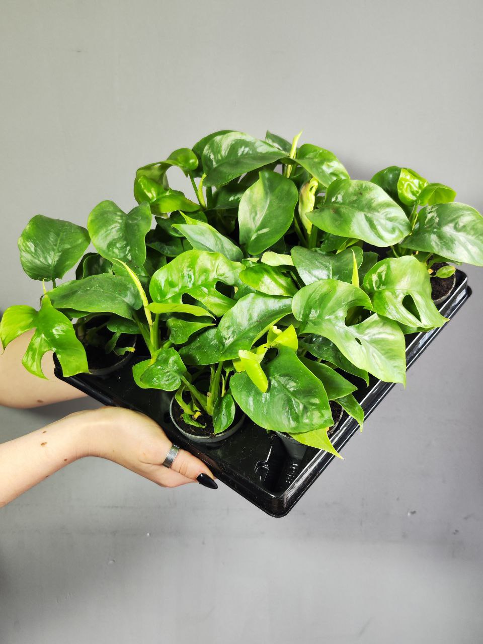 Монстера Минима (Monstera Minima) D6см